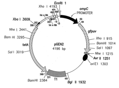Plasmid maintenance system for antigen delivery