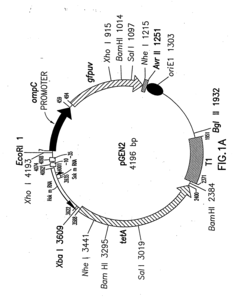 Plasmid maintenance system for antigen delivery