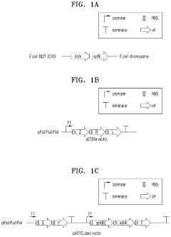 Recombinant microorganism including genetic modification that increases activity of nitrous oxide reductase pathway and method of reducing concentration of nitrous oxide in sample by using the same
