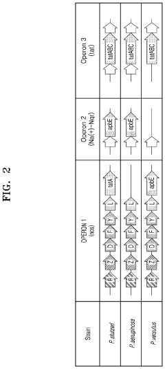 Recombinant microorganism including genetic modification that increases activity of nitrous oxide reductase pathway and method of reducing concentration of nitrous oxide in sample by using the same