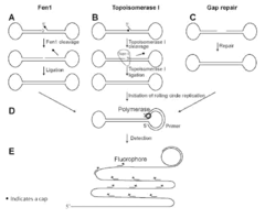 Enzyme activity assay using rolling circle amplification