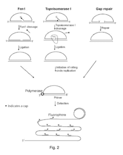 Enzyme activity assay using rolling circle amplification