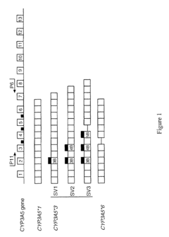 Genotyping assay to predict CYP3A5 phenotype