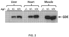 Compositions and Methods for the Treatment of Genetic Diseases