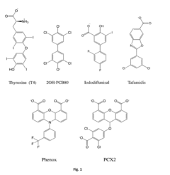 Bis-furan derivatives as transthyretin (TTR) stabilizers and amyloid inhibitors for the treatment of familial amyloid polyneuropathy (FAP)