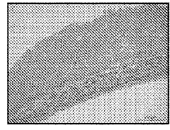 Improved Methods for Tissue Fabrication