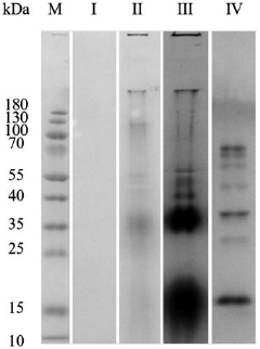 Composition and use thereof in protein extraction and/or dissolution