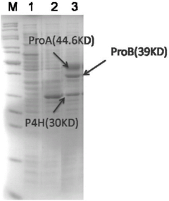 Engineering bacteria for producing trans-4-hydroxy-L-proline and construction method and application thereof