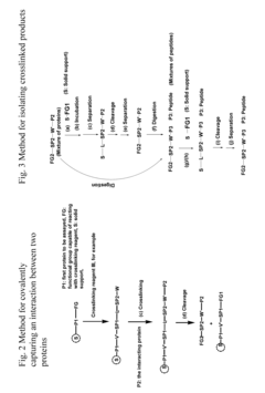 Crosslinking reagents, methods, and compositions for studying protein-protein interactions