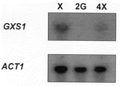 Expression of an active carrier from xylose in genetically modified saccharomyces cerevisae