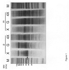 Expression of an active carrier from xylose in genetically modified saccharomyces cerevisae