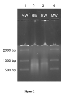 Kit for co-purification and concentration of DNA and proteins using isotachophoresis
