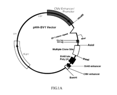 Nucleic acid sequence segment for enhancing protein expression
