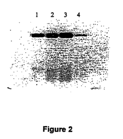 Methods of RNA and protein synthesis