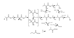 Fermentive production of four carbon alcohols
