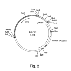 In Vivo production and delivery of erythropoietin or insulinotropin for gene therapy