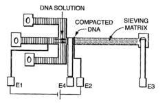 Electrophoresis in microfabricated devices using photopolymerized polyacrylamide gels and electrode-defined sample injection