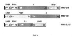 Protein stabilization by domain insertion into a thermophilic protein