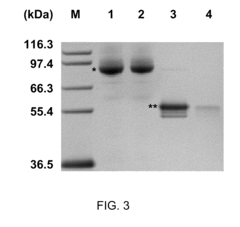Protein stabilization by domain insertion into a thermophilic protein