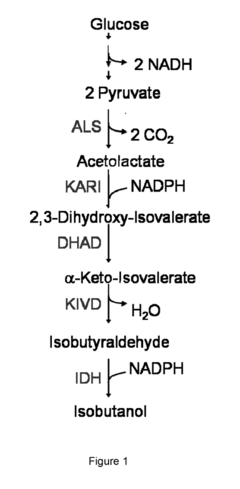 Engineered microorganisms capable of producing target compounds under anaerobic conditions
