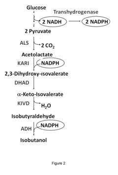 Engineered microorganisms capable of producing target compounds under anaerobic conditions