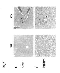 Modulating immune system development and function through microrna mir-146