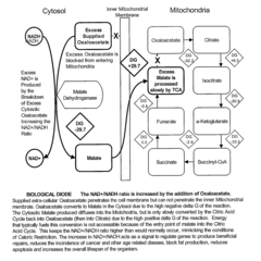 Method for Extending Lifespan Delaying the Onset of Age-Related Disease