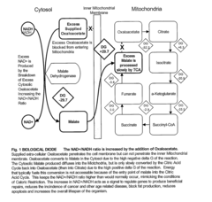 Method for Extending Lifespan Delaying the Onset of Age-Related Disease