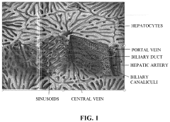 Use of Engineered Liver Tissue Constructs for Modeling Liver Disorders