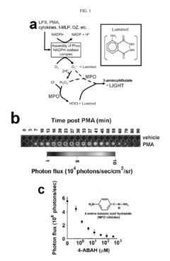 Bioluminescence imaging of myeloperoxidase activity in vivo, methods, compositions and apparatuses therefor
