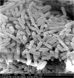Bacillus licheniformis and applications thereof