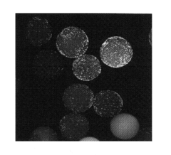 Method for screening anti-adherent compounds on polymers for preventing biofilm formation