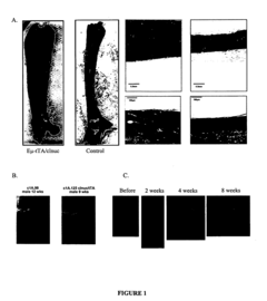Methods and agents for enhancing bone formation or preventing bone loss