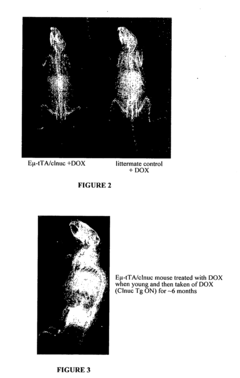 Methods and agents for enhancing bone formation or preventing bone loss