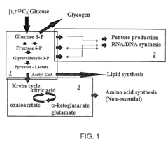 Stable isotope based dynamic metabolic profiling of living organisms for characterization of metabolic diseases, drug testing and drug development