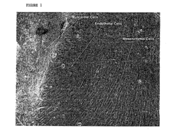 Use of RNA interference for the creation of lineage specific ES and other undifferentiated cells and production of differentiated cells in vitro by co-culture