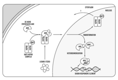 Methods for perfusion and plating of primary hepatocytes and a medium therefore
